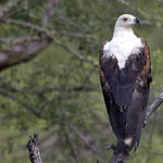 African Fish Eagle